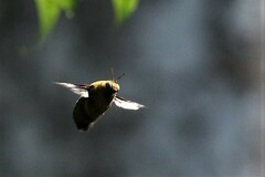 Xylocopa aestuans