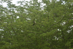 Chrysococcyx caprius