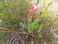 Pelargonium ovale
