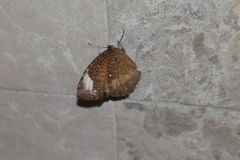 Elymnias hypermnestra