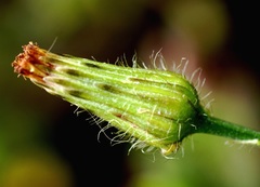 Hypochaeris chillensis