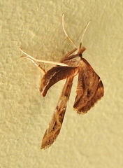 Panotima angularis