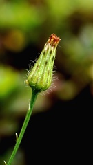 Hypochaeris chillensis