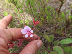 Pelargonium ovale
