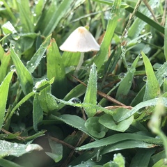 Conocybe apala albipes