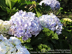 Hydrangea