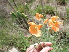 Papaver aculeatum