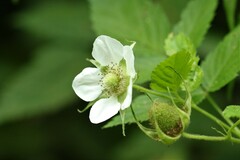 Rubus rosifolius