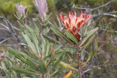 Protea susannae