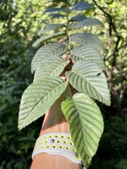 Carpinus tschonoskii