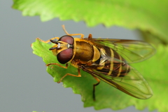 Syrphus phaeostigma