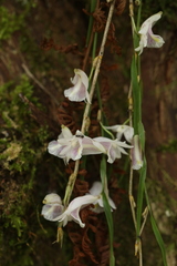 Dendrobium