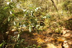 Elaeodendron croceum