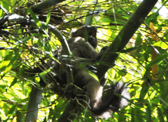 Prolemur simus