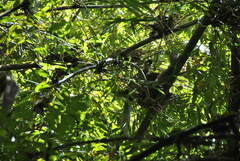 Prolemur simus