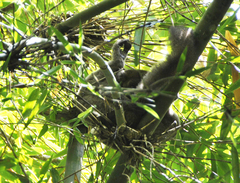 Prolemur simus