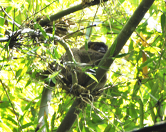 Prolemur simus