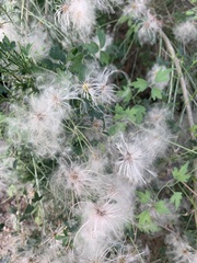 Clematis drummondii