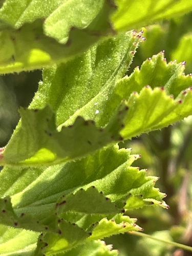 Image of Dollrose Storksbill by (c) Charleen Brunke, some rights reserved (CC BY)