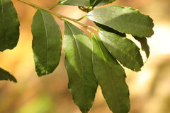 Elaeodendron croceum