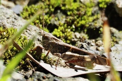Oedaleus infernalis
