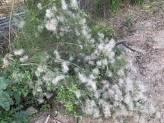 Clematis drummondii