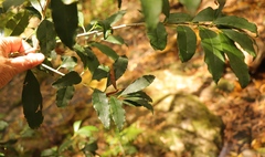 Elaeodendron croceum