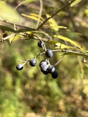 Ligustrum obtusifolium