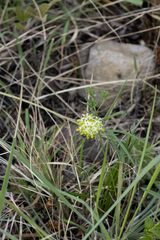 Xysmalobium involucratum