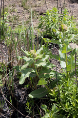 Xysmalobium undulatum