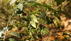Elaeodendron croceum