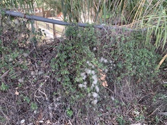 Clematis drummondii