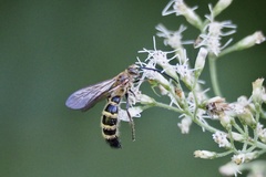 Megacampsomeris prismatica