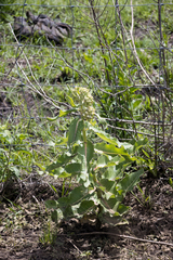 Xysmalobium undulatum