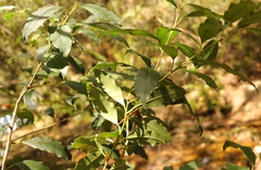Elaeodendron croceum