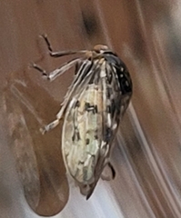 Idiocerus herrichii