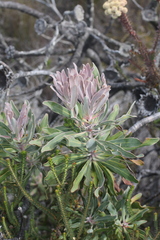 Protea susannae