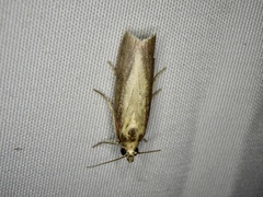 Oncocera semirubella