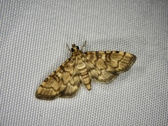 Nacoleia satsumalis