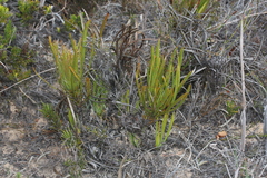 Protea denticulata