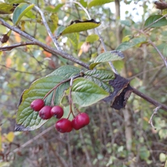 Cotoneaster franchetii