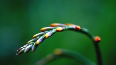 Crocosmia