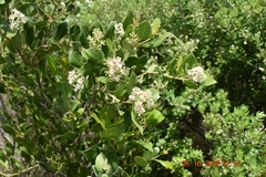 Olea capensis