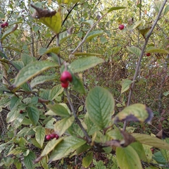 Cotoneaster franchetii
