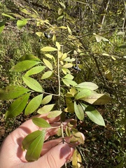 Ligustrum obtusifolium