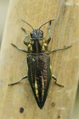 Cyphogastra