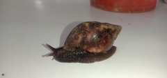 Lissachatina