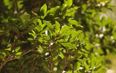Ilex mitis