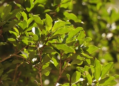 Ilex mitis
