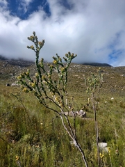 Thesium euphorbioides